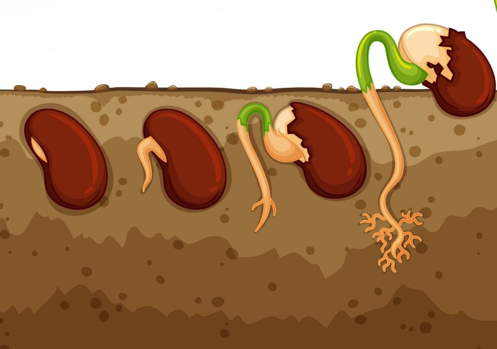 batir dans l'ombre comme une graine pour son epanouissement professionnel