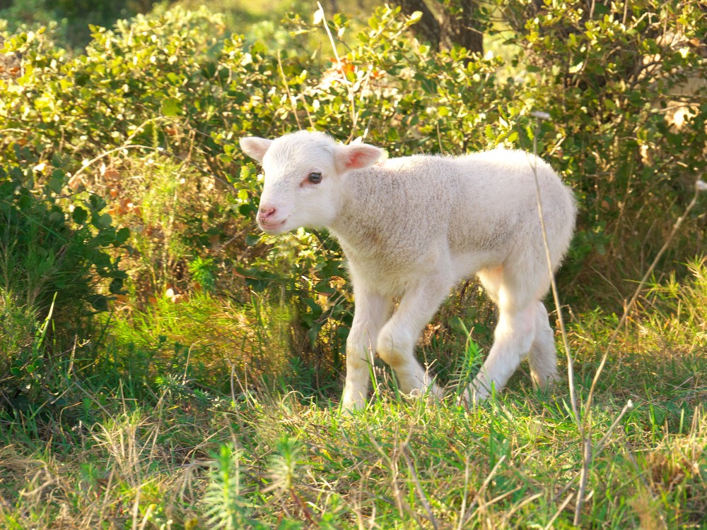 Lost lamb